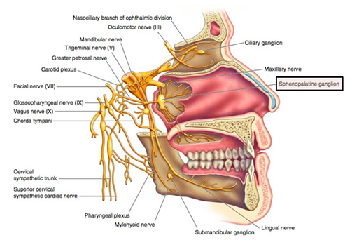 Image result for sphenopalatine ganglion