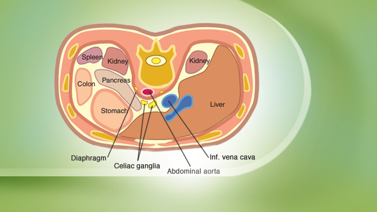 splanchnic nerve عصب اسپلانکنیک