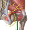 عصب سیاتیک چیست؟