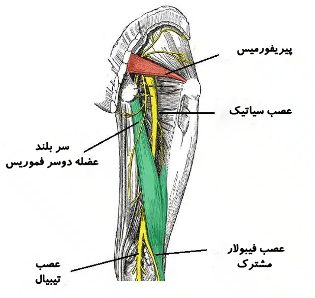 آناتومی عصب سیاتیک